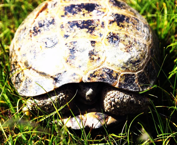 Vacker Sköldpadda Gräs Naturen Bakgrund — Stockfoto