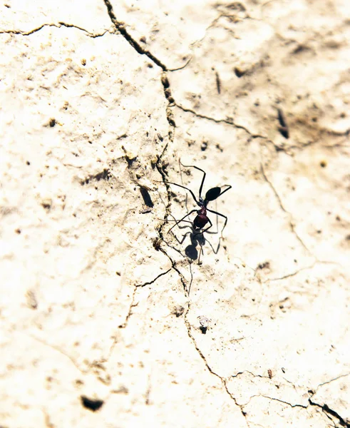 Doğa arkaplanındaki bir karınca hatasını kapat