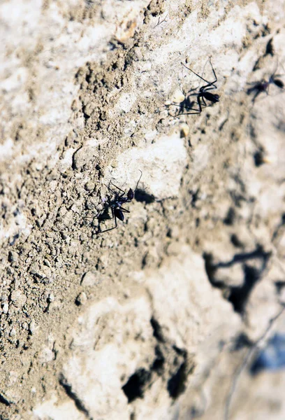 Yerdeki Karınca Hayvanları Doğa Arka Planı — Stok fotoğraf