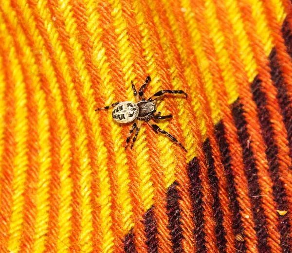 Spider Animal Στο Παρασκήνιο Κοντινό — Φωτογραφία Αρχείου