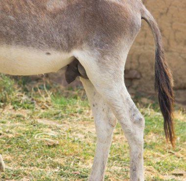 Turkmenian kulan (Equus hemionus kulan), also known as the Transcaspian wild ass. Wild life animal. clipart