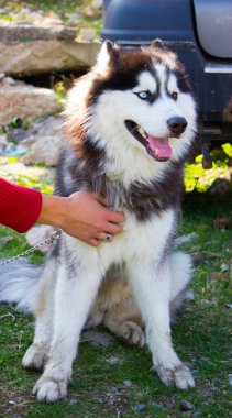 Farklı gözlü bir köpek.