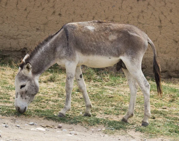 Kulan Turcomeno Equus Hemionus Kulan Também Conhecido Como Rabo Selvagem — Fotografia de Stock