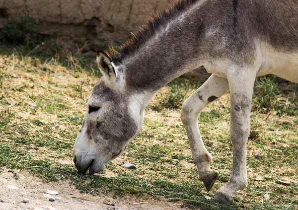 Turkmenian Kulan Equus Hemionus Kulan Även Känd Som Den Transcaspian — Stockfoto