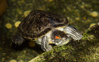 Kaplumbağa hayvan arka planda. Yaklaş.