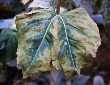 Doğa arka planında kurumuş yapraklar