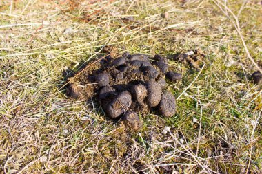 At çimi atıkları doğa arka planında, kapatın