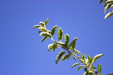 Güneşte yeşil yapraklar