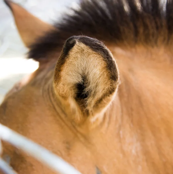 Cavallo Orecchie Sfondo Ravvicinato — Foto Stock