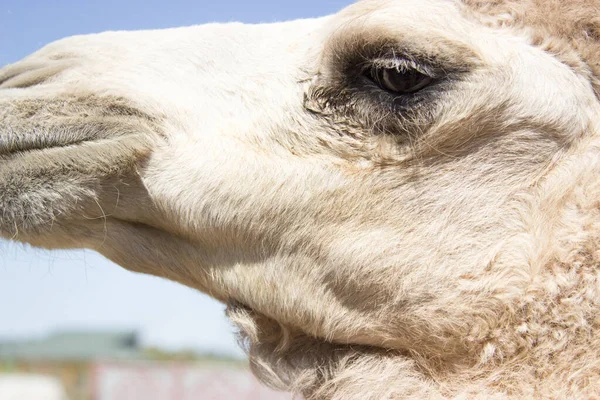 Linda Cabeza Camello Fondo Cerca —  Fotos de Stock