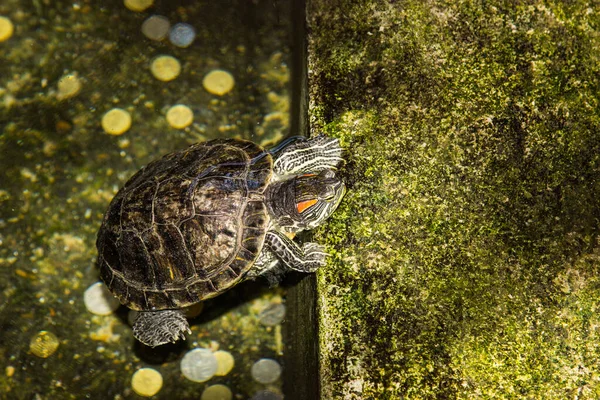 Želva Zvíře Pozadí Close — Stock fotografie