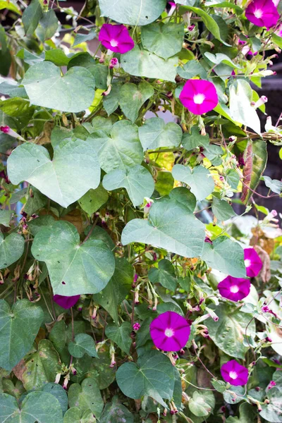 Arka planda güzel mor çiçekler, yakın plan