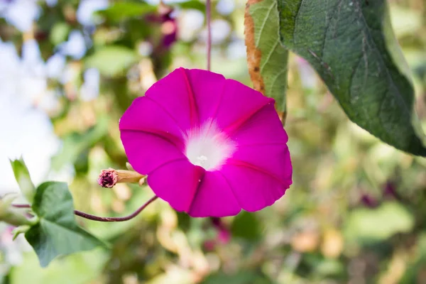 Bel Fiore Viola Sfondo Primo Piano — Foto Stock