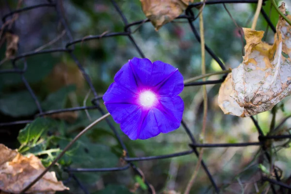 青い花のクローズアップ — ストック写真