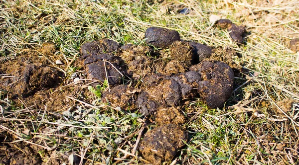 Çimi Atıkları Doğa Arka Planında Kapatın — Stok fotoğraf