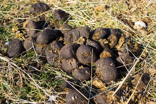 At çimi atıkları doğa arka planında, kapatın