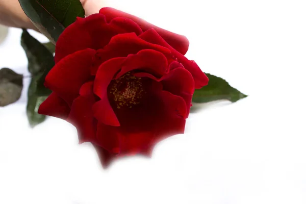 Red Roses White Background — Stock Photo, Image