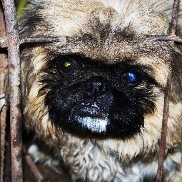 Arka planda kafesteki sevimli köpek, kapat.