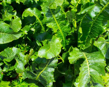 Güneşte yeşil yapraklar