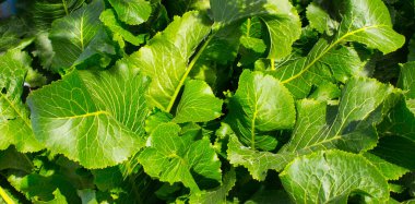 Güneşte yeşil yapraklar