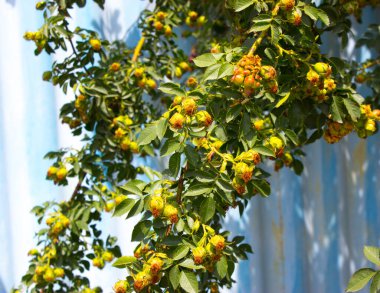 Güneşte yeşil yapraklar