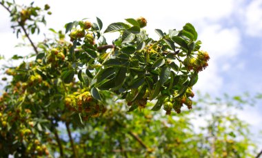 Güneşte yeşil yapraklar