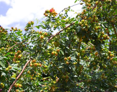 Güneşte yeşil yapraklar