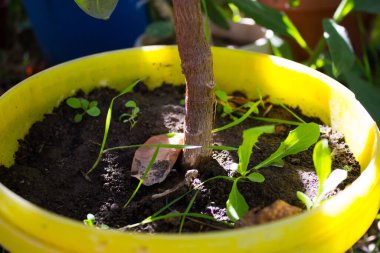 Ağaç gövdesi tencerede yetişir