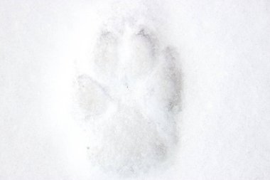 Taze karda tek köpek pençesi izi..