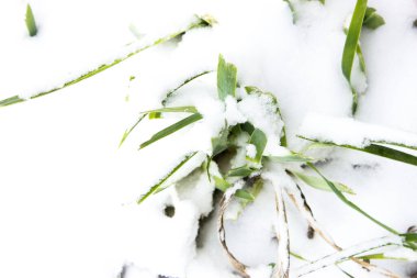 Karların altındaki çimenler