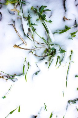 Arka planda kışın çimenleri kaplayan kar, kapat
