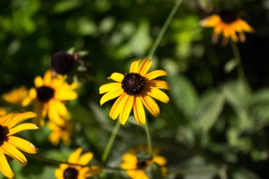 Doğada sarı çiçekler