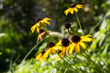 Doğada sarı çiçekler