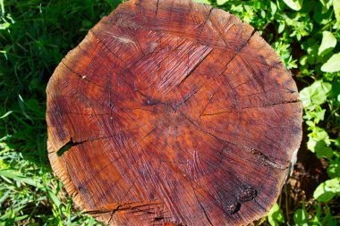 Doğanın arka planında ıslak maun kökü