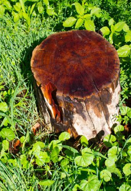 Doğanın arka planında ıslak maun kökü