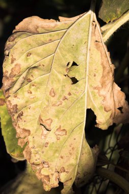 Ayçiçeğinin kurumuş yaprakları.