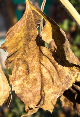 Ayçiçeğinin kurumuş yaprakları.