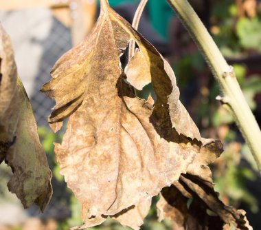 Ayçiçeğinin kurumuş yaprakları.