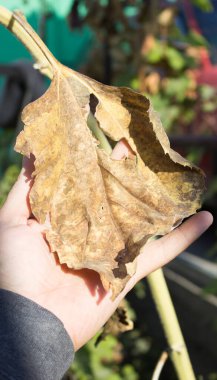Ayçiçeğinin kurumuş yaprakları.