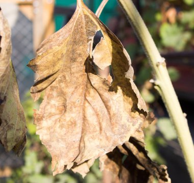 Ayçiçeğinin kurumuş yaprakları.