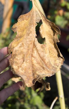 Ayçiçeğinin kurumuş yaprakları.