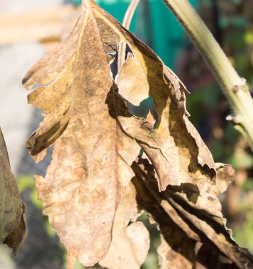Ayçiçeğinin kurumuş yaprakları.