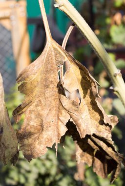 Ayçiçeğinin kurumuş yaprakları.