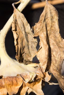 Ayçiçeğinin kurumuş yaprakları.