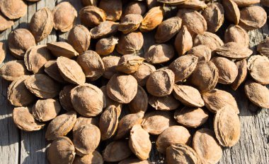 Kurutucudaki kayısı kemikleri.