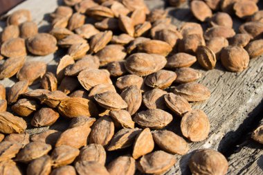 Kurutucudaki kayısı kemikleri.