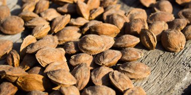 Kurutucudaki kayısı kemikleri.