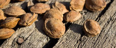 Kurutucudaki kayısı kemikleri.