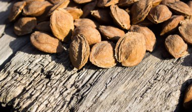 Kurutucudaki kayısı kemikleri.