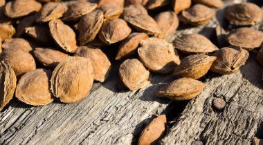 Kurutucudaki kayısı kemikleri.